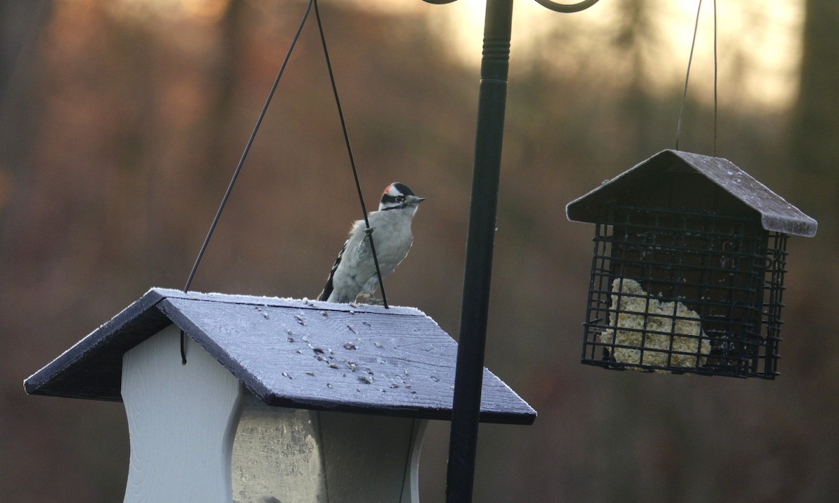 Downy Woodpecker - ML647592376