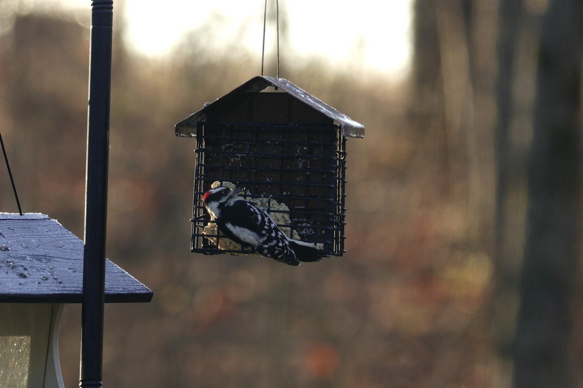 Downy Woodpecker - ML647592377