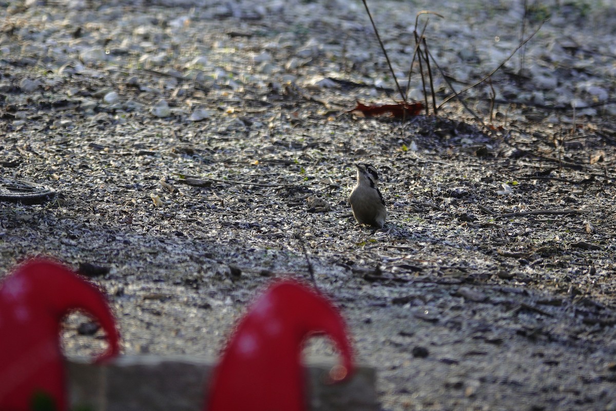 Downy Woodpecker - ML647592378