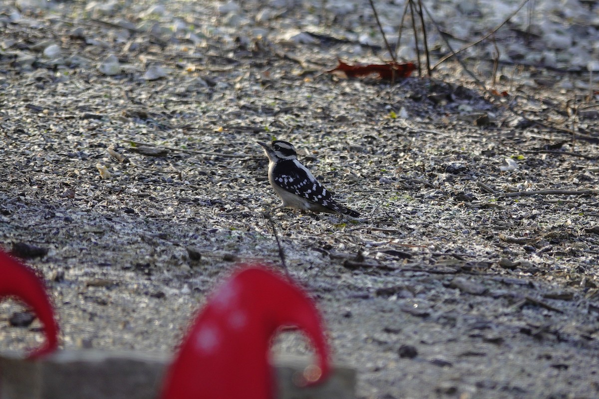 Downy Woodpecker - ML647592379
