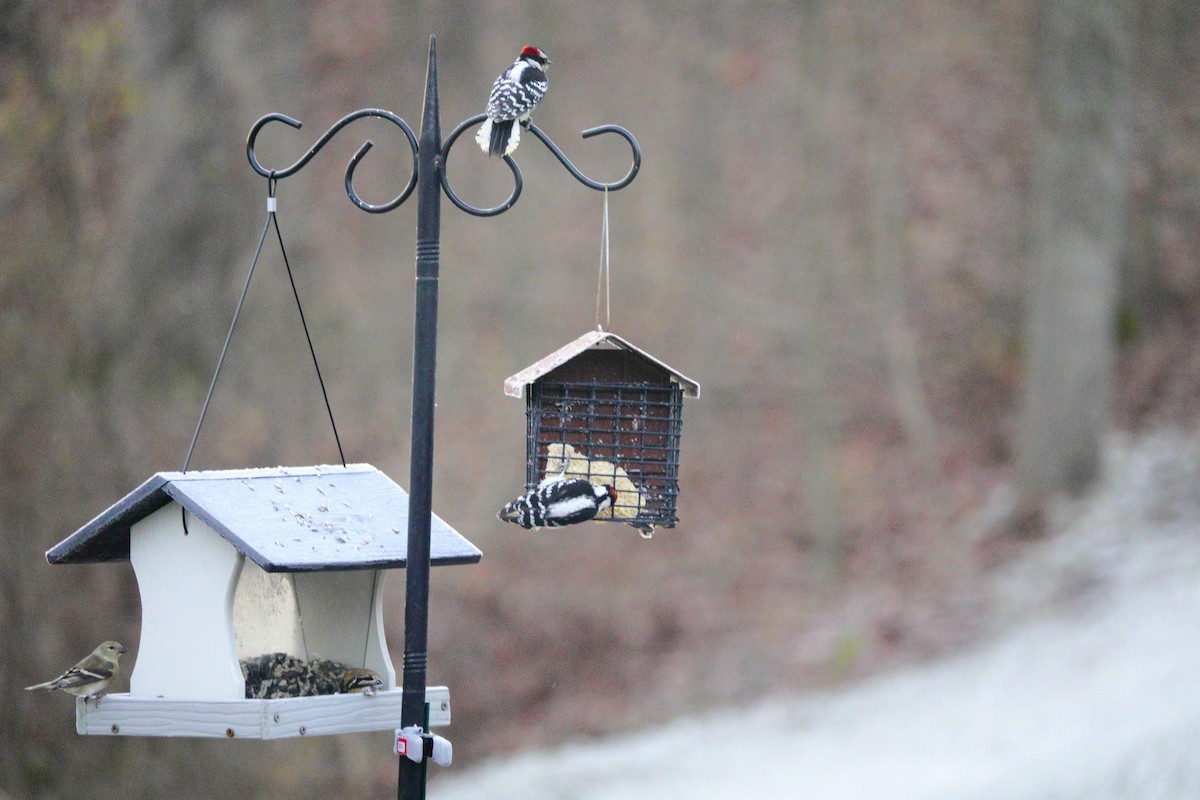 Downy Woodpecker - ML647592381
