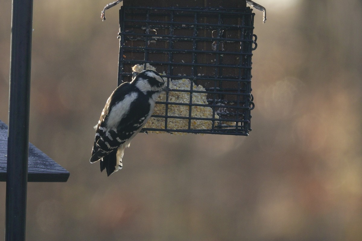 Downy Woodpecker - ML647592382