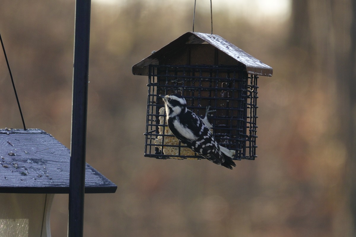 Downy Woodpecker - ML647592383