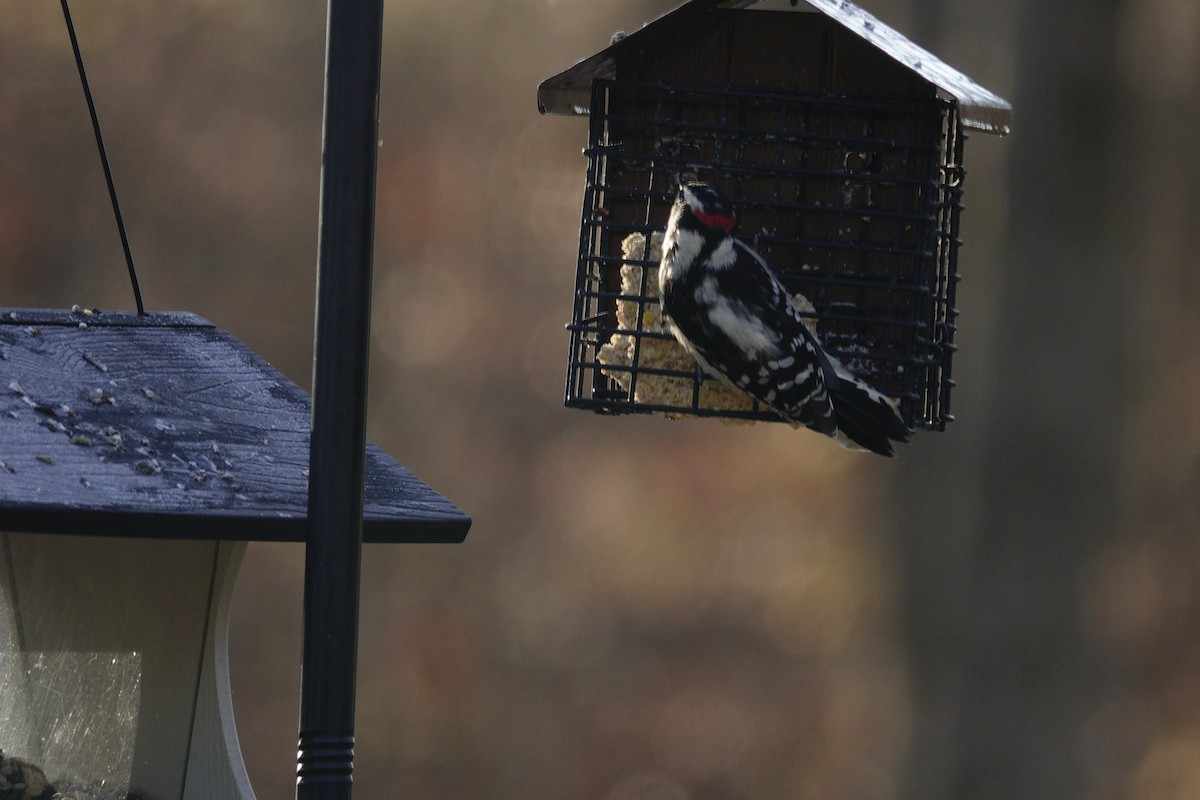 Downy Woodpecker - ML647592384