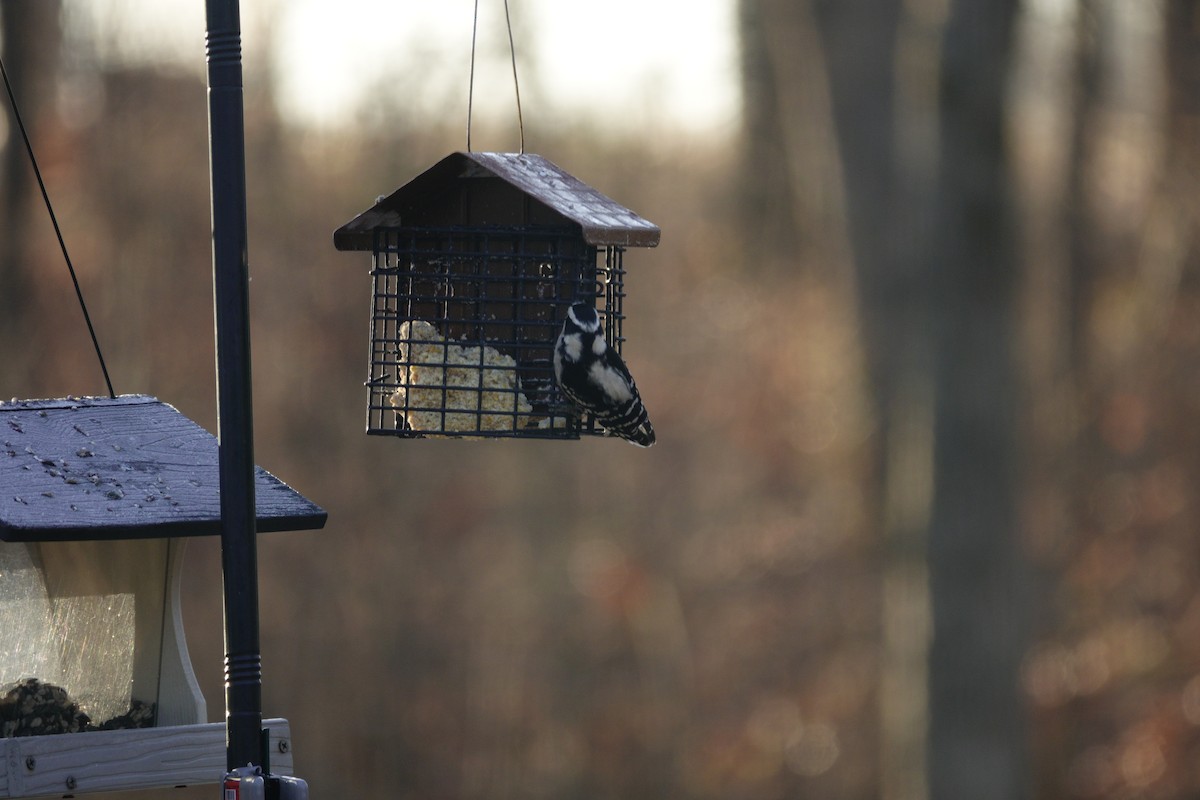 Downy Woodpecker - ML647592385