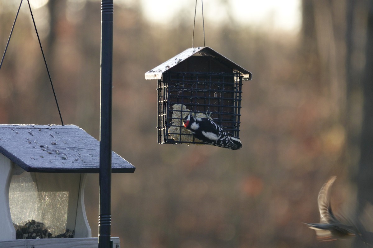 Downy Woodpecker - ML647592387