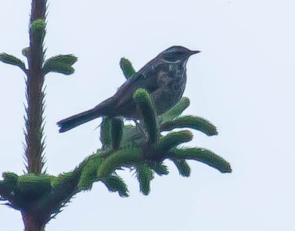 Redwing - ML647592388