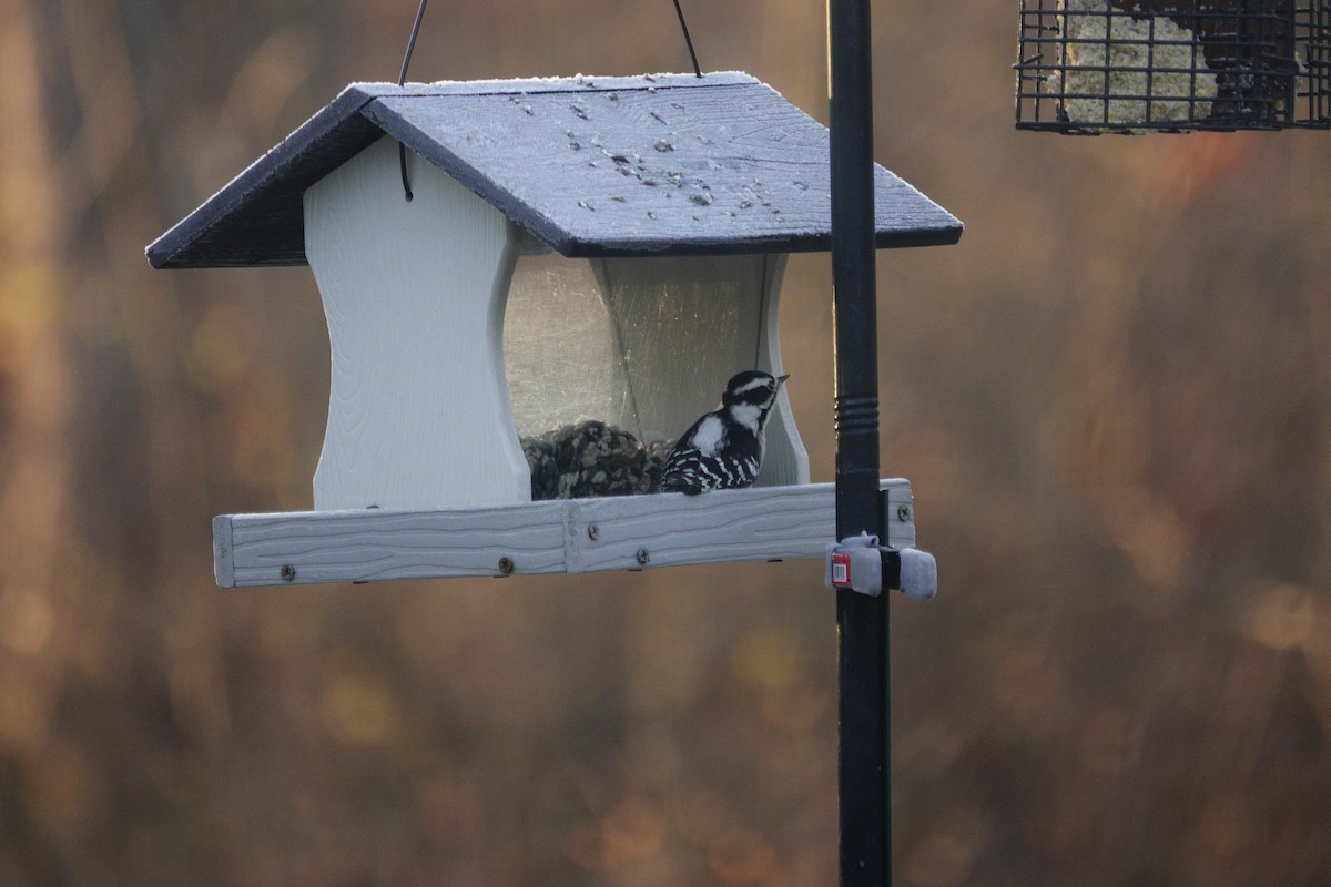 Downy Woodpecker - ML647592389