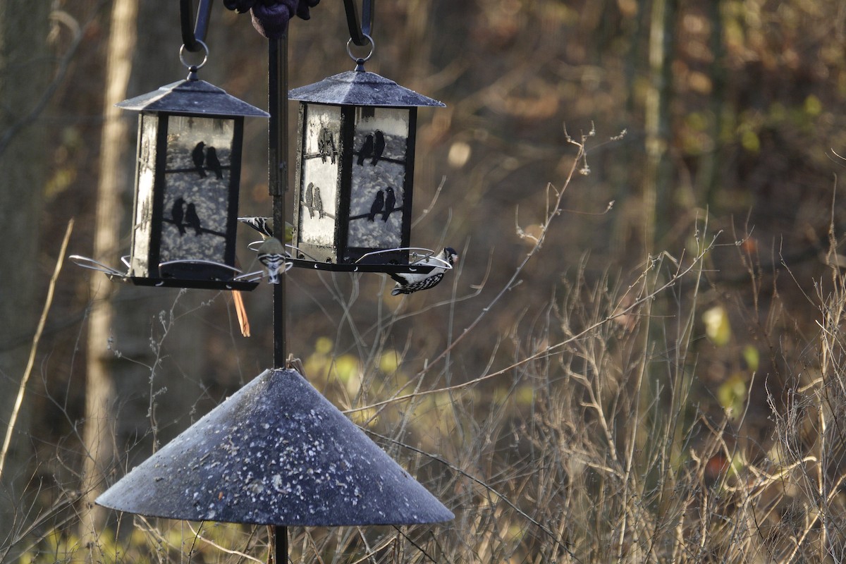 Downy Woodpecker - ML647592390
