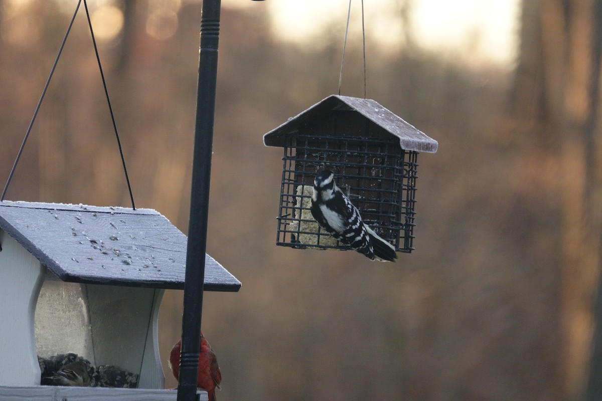 Downy Woodpecker - ML647592391