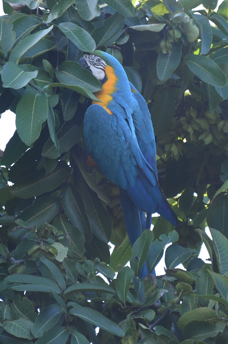 藍黃金剛鸚鵡 - ML647592392