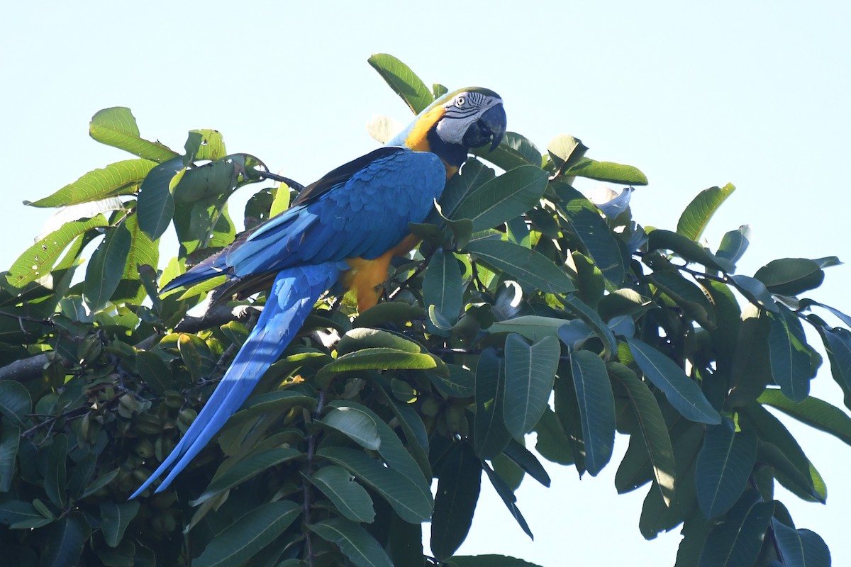 藍黃金剛鸚鵡 - ML647592394