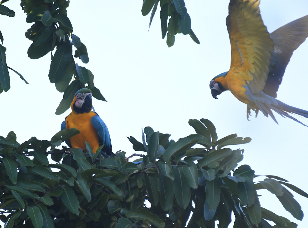 藍黃金剛鸚鵡 - ML647592395