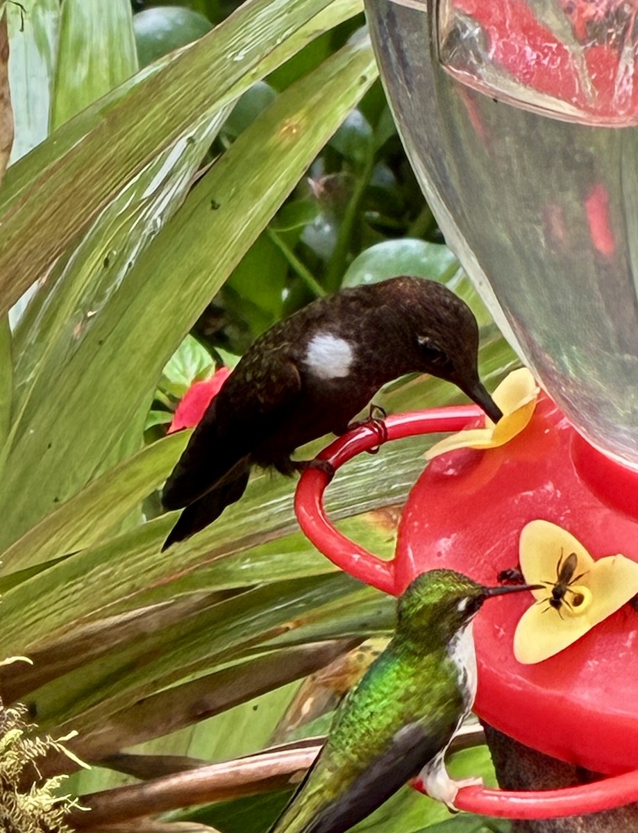 Brown Inca - ML647592396