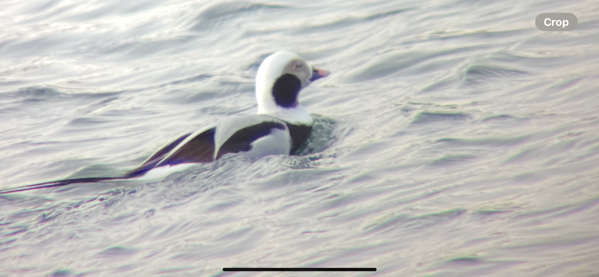 長尾鴨 - ML647592397