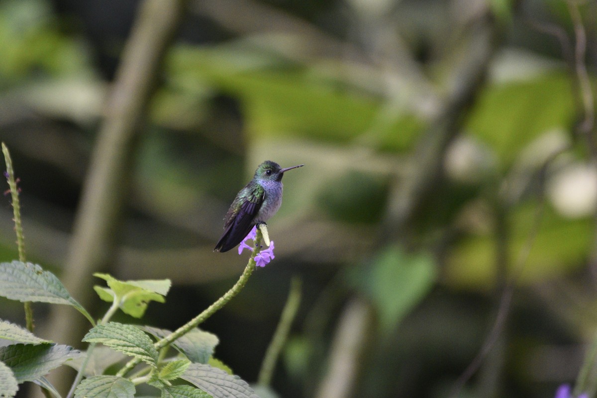 Blue-chested Hummingbird - ML647592398