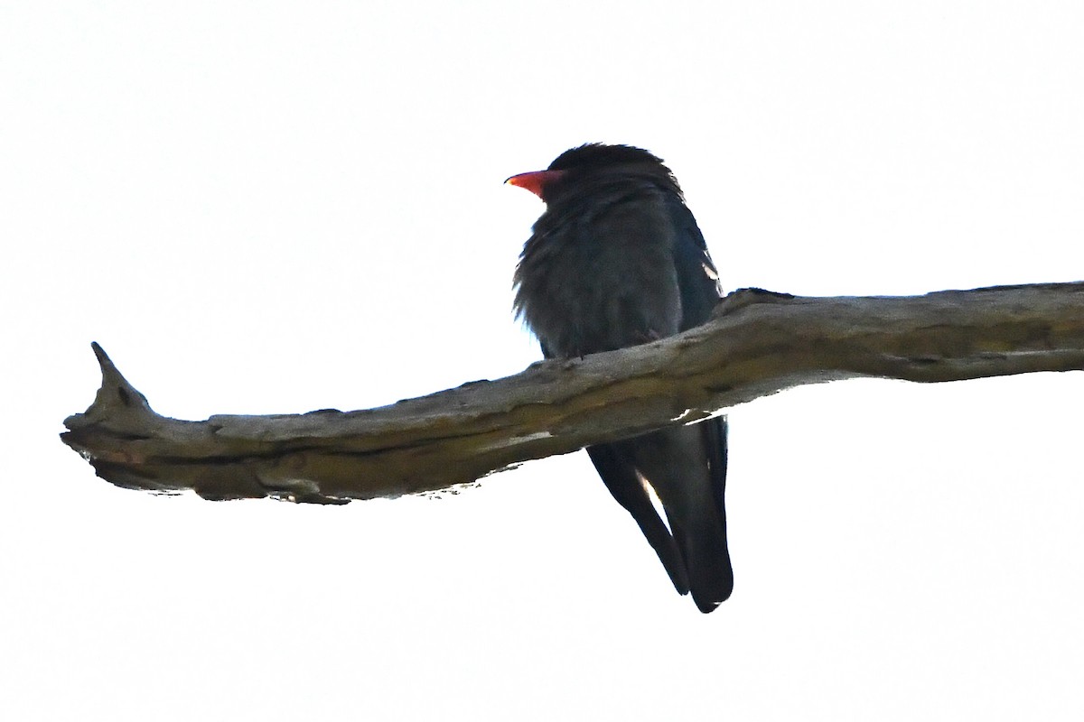 佛法僧 - ML647592400