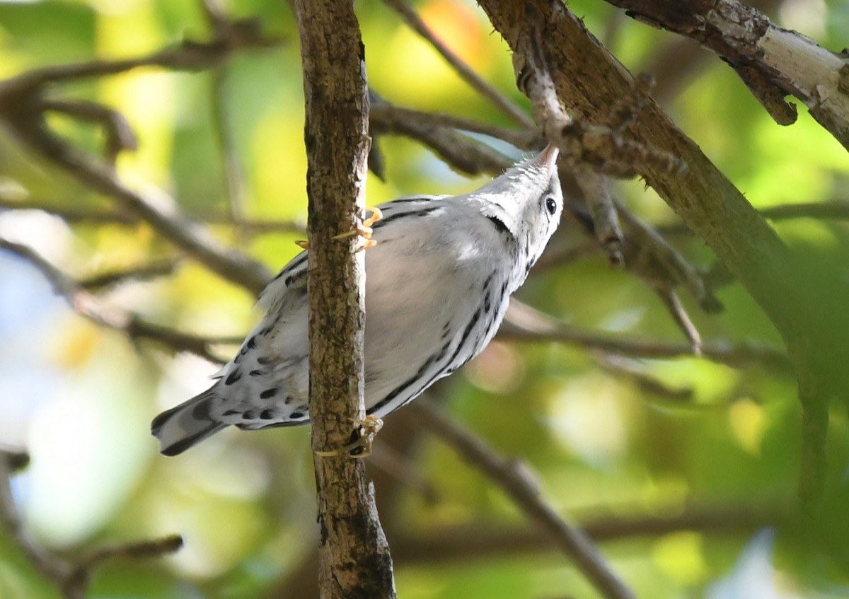 Black-and-white Warbler - ML647592404