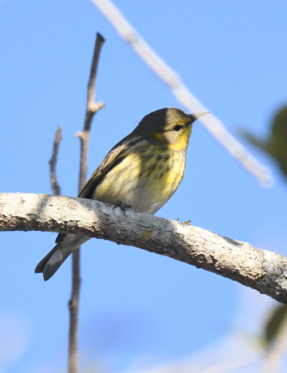 ホオアカアメリカムシクイ - ML647592406