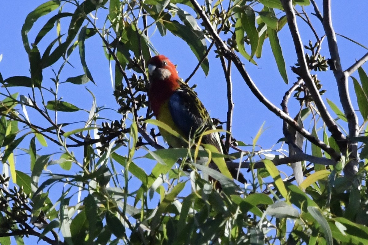 Eastern Rosella - ML647592407