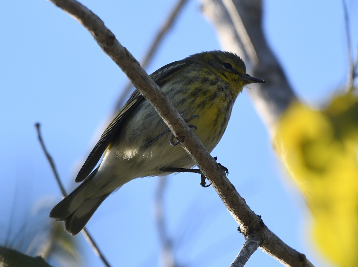 ホオアカアメリカムシクイ - ML647592408