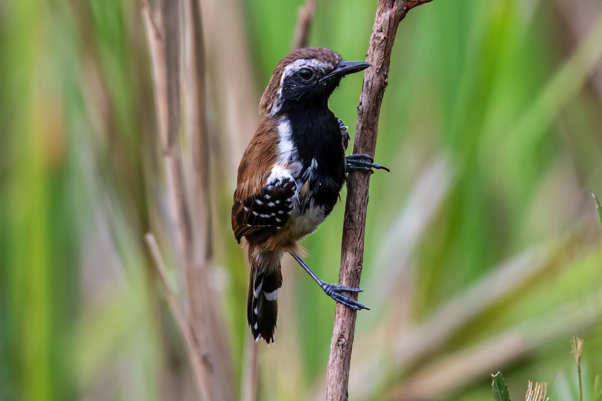 Rusty-backed Antwren - ML647592412
