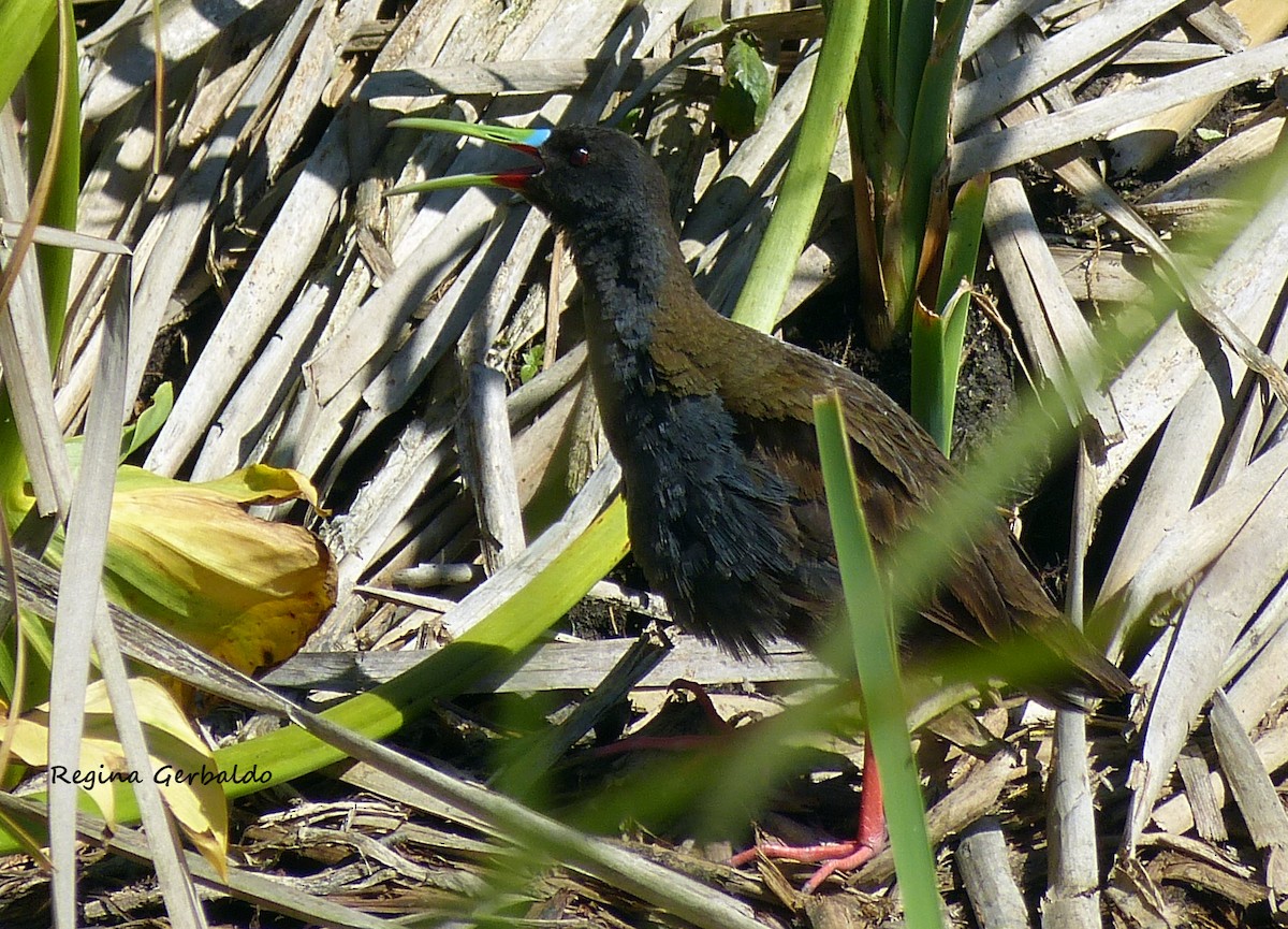 Kurşuni Sukılavuzu - ML647592414