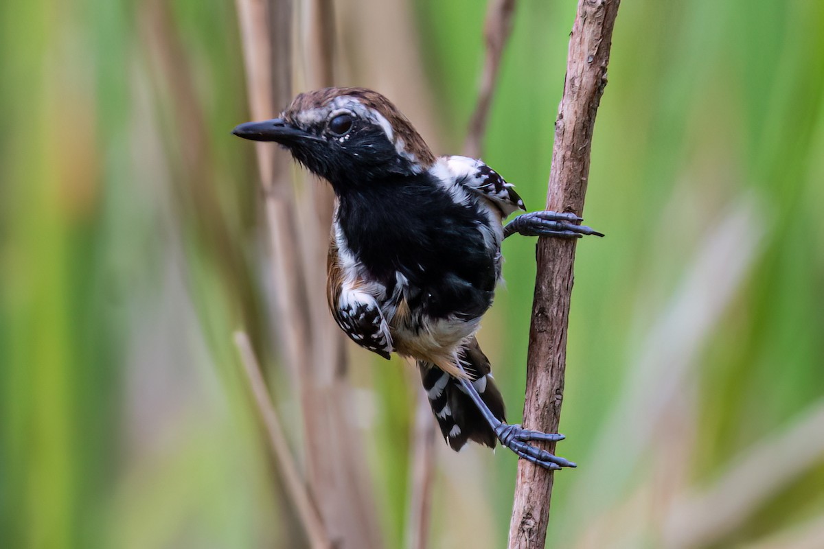 Rusty-backed Antwren - ML647592431