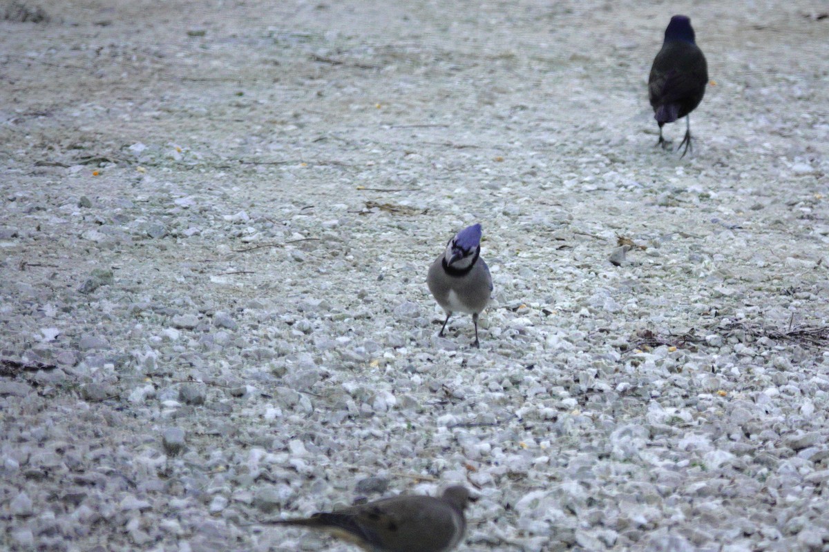 Blue Jay - ML647592432