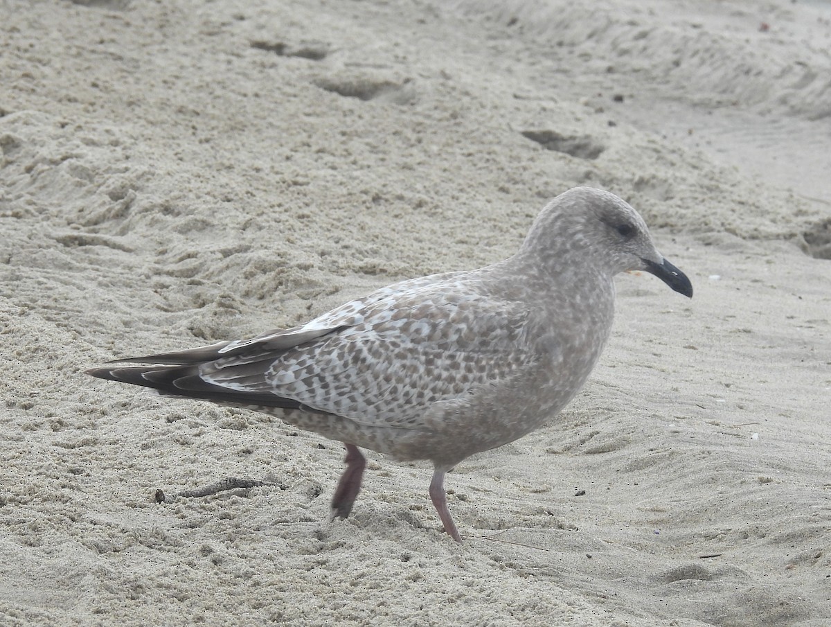 Мартиновий sp. - ML647592440