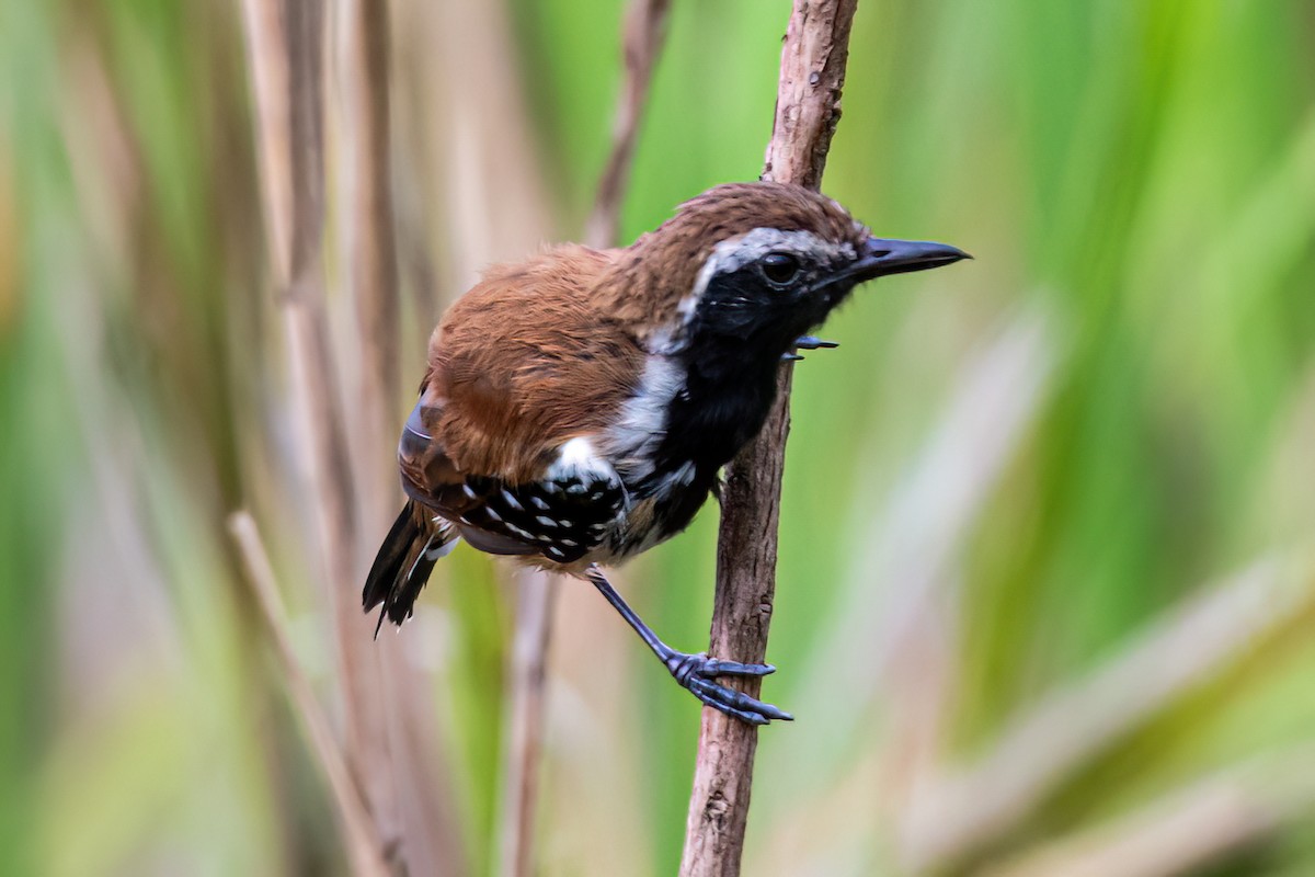 Rusty-backed Antwren - ML647592449
