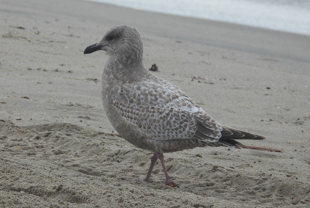 Мартиновий sp. - ML647592450