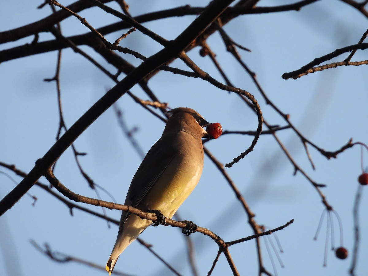 Sedir İpekkuyruğu - ML647592460