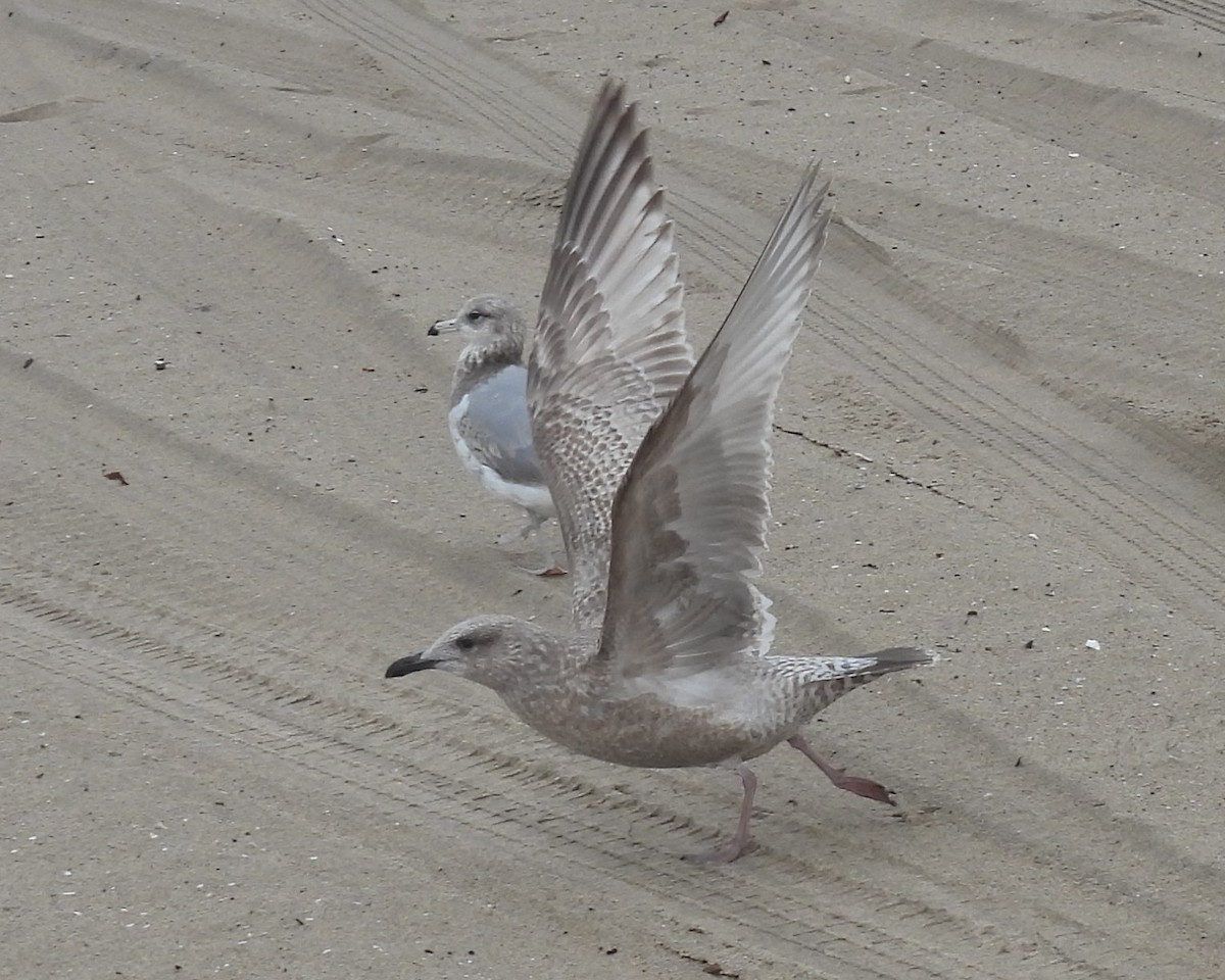 Мартиновий sp. - ML647592461