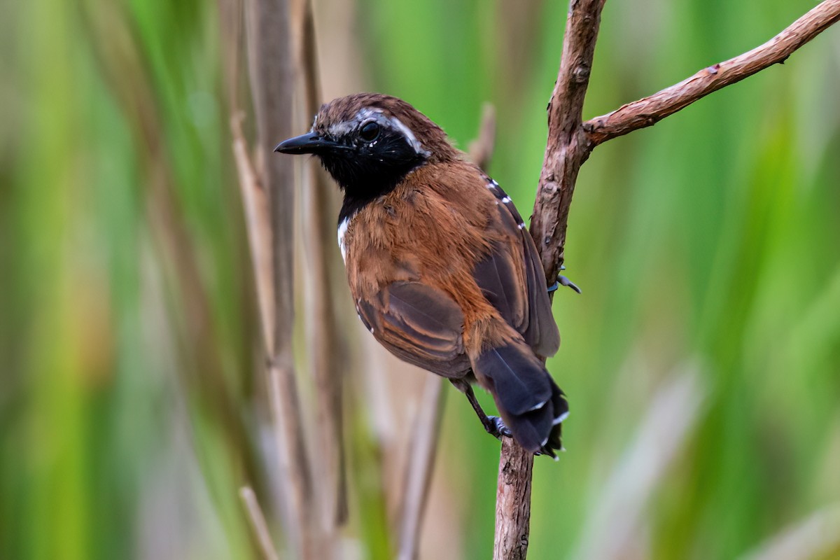 Rusty-backed Antwren - ML647592463