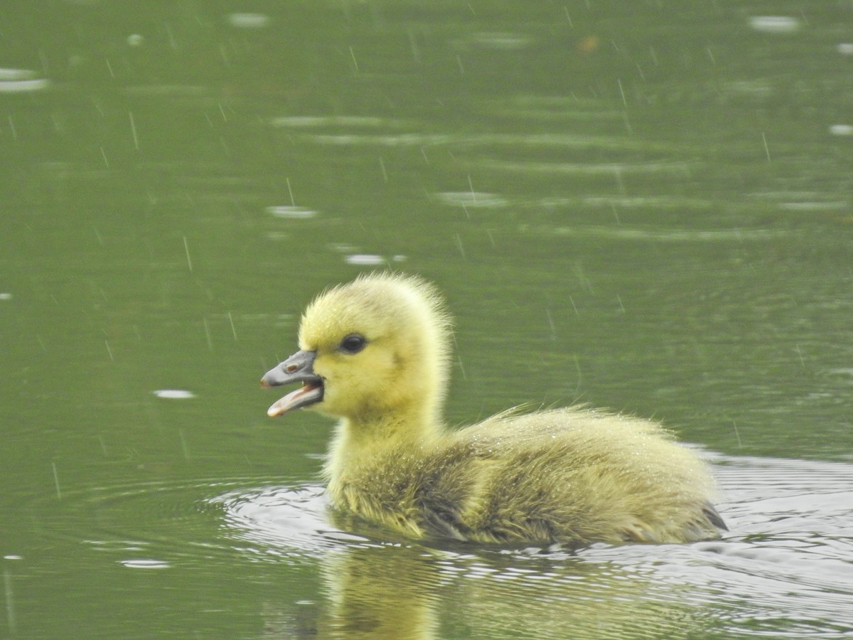 Canada Goose - ML647592466