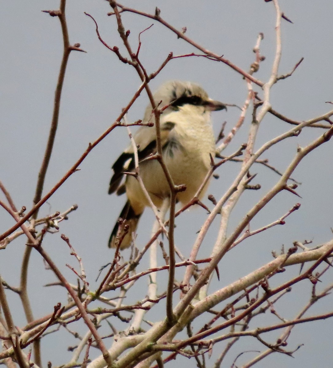 Antzandobi boreala - ML647592468