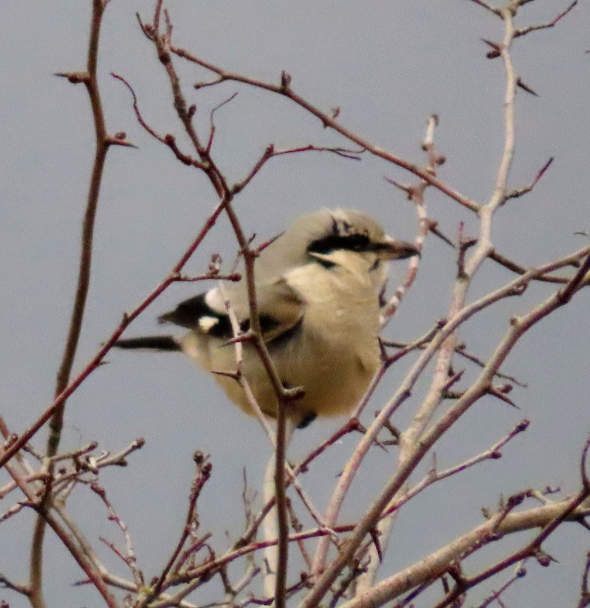 Antzandobi boreala - ML647592469