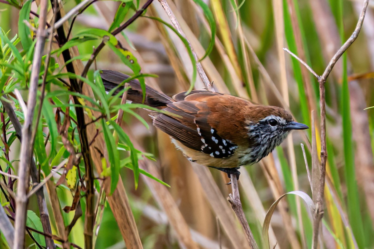 Rusty-backed Antwren - ML647592478
