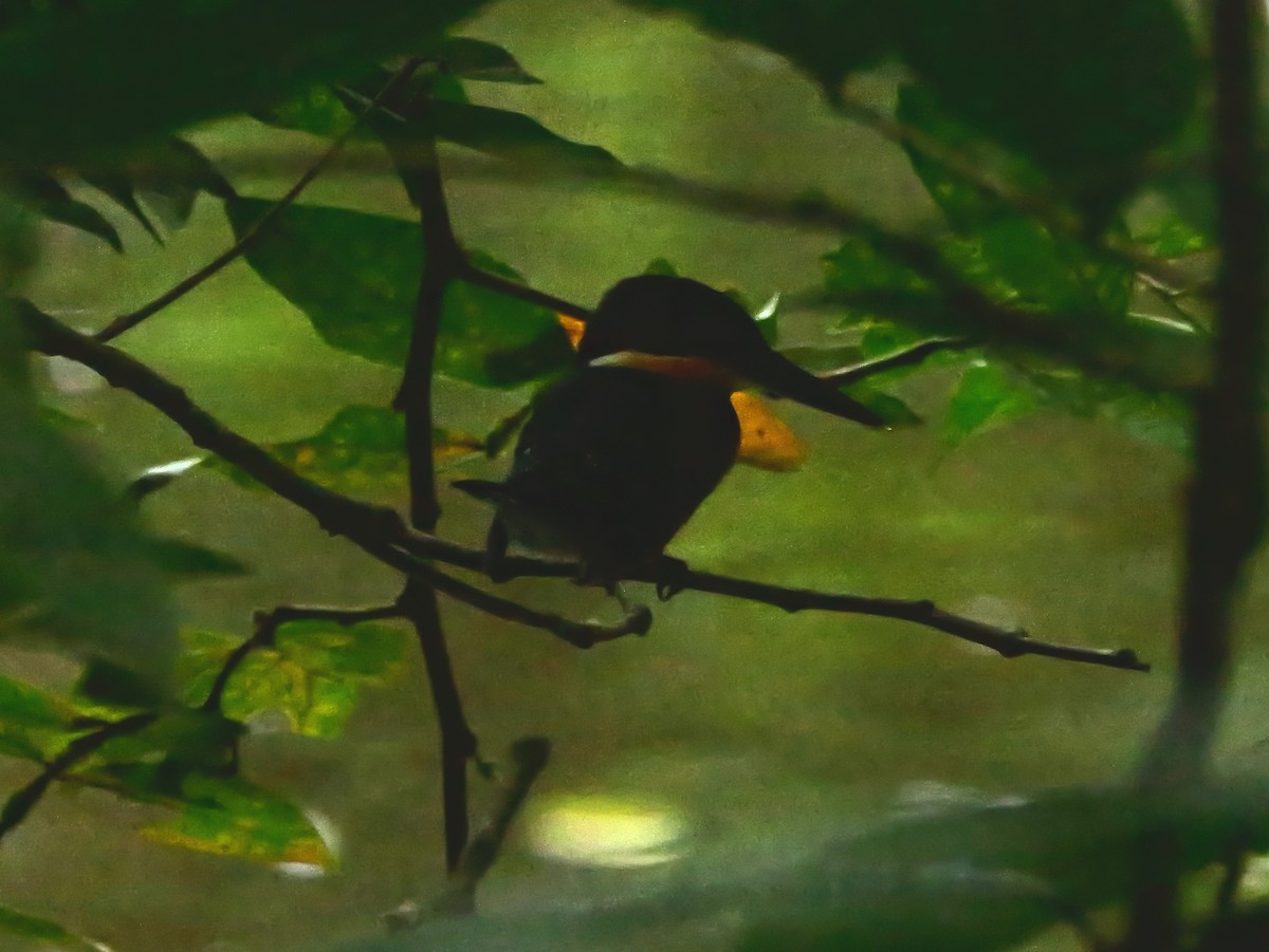 bronseisfugl - ML647592481