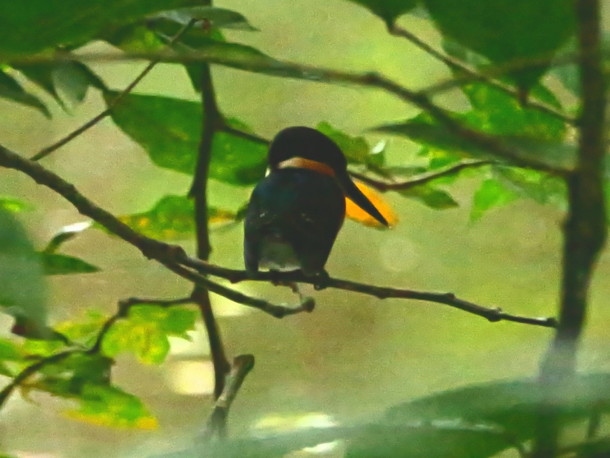 bronseisfugl - ML647592482