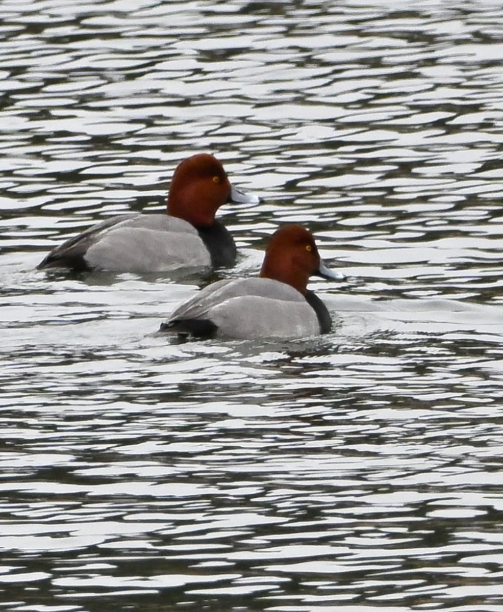 Redhead - ML647592483