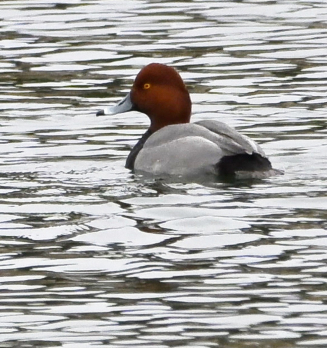 Redhead - ML647592484