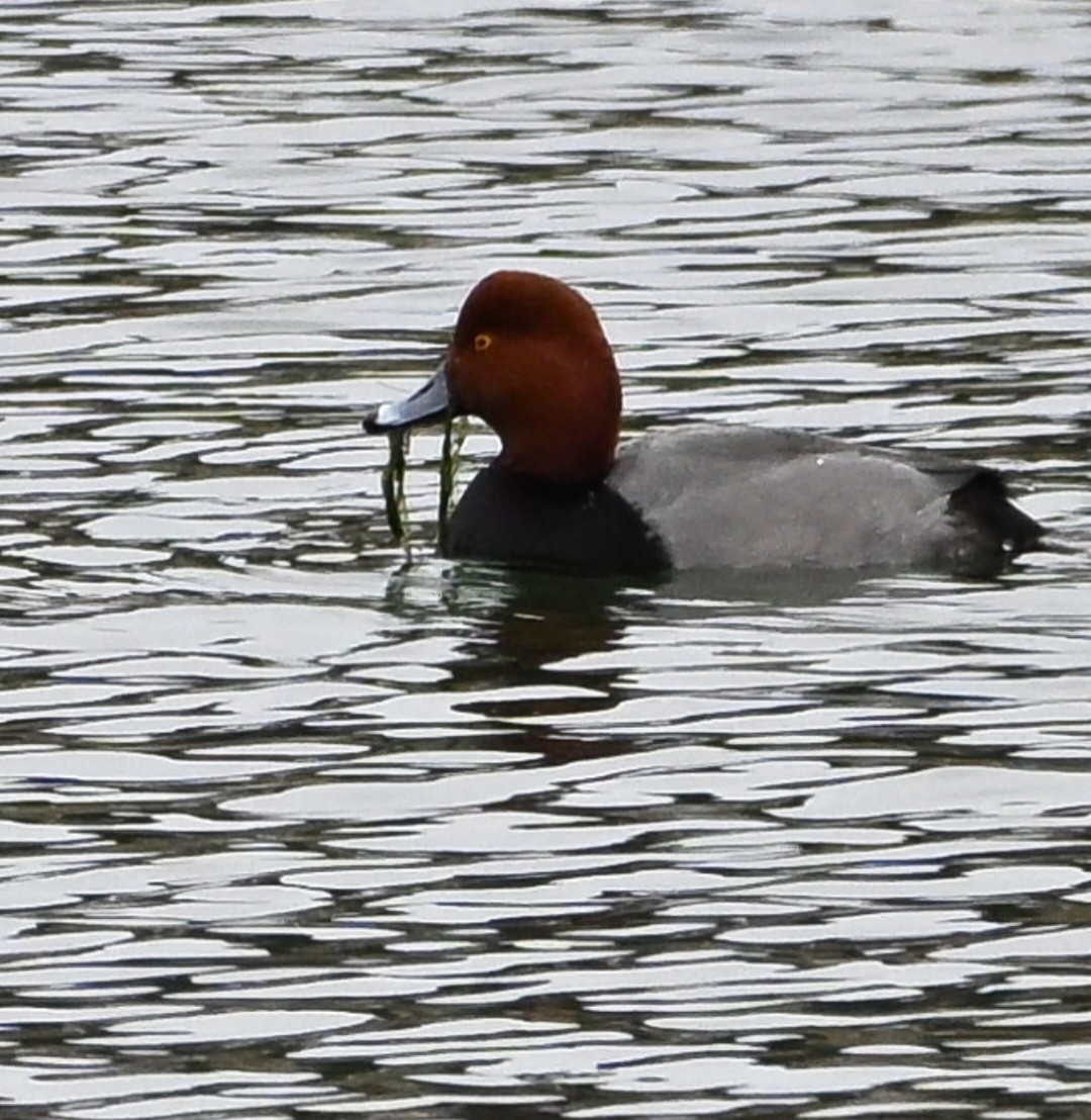 Redhead - ML647592485