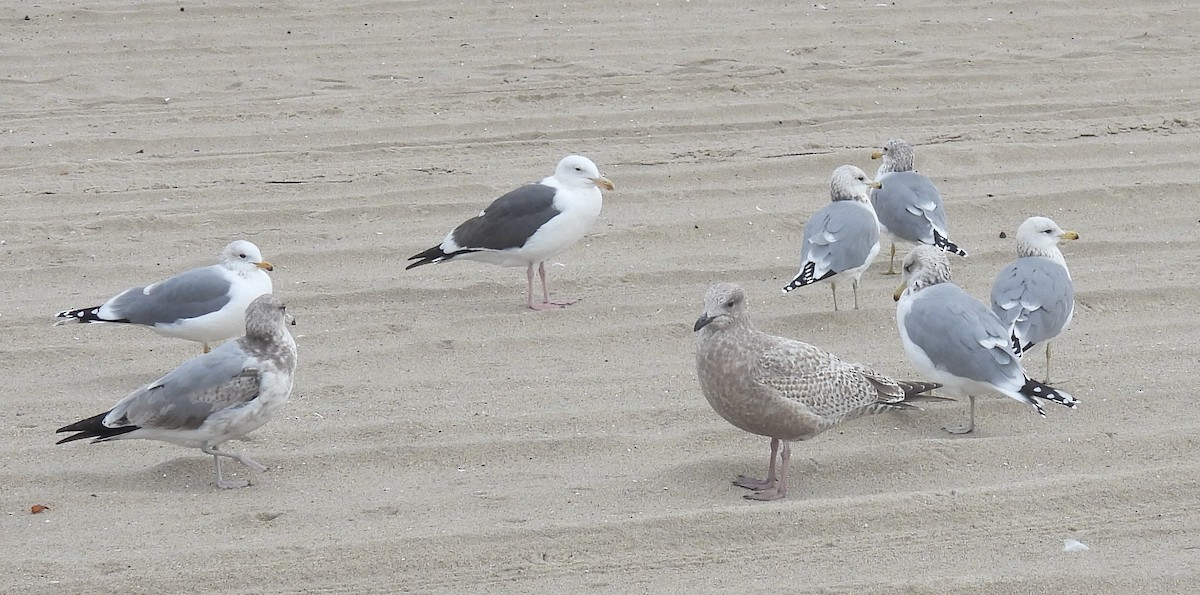 Мартиновий sp. - ML647592487