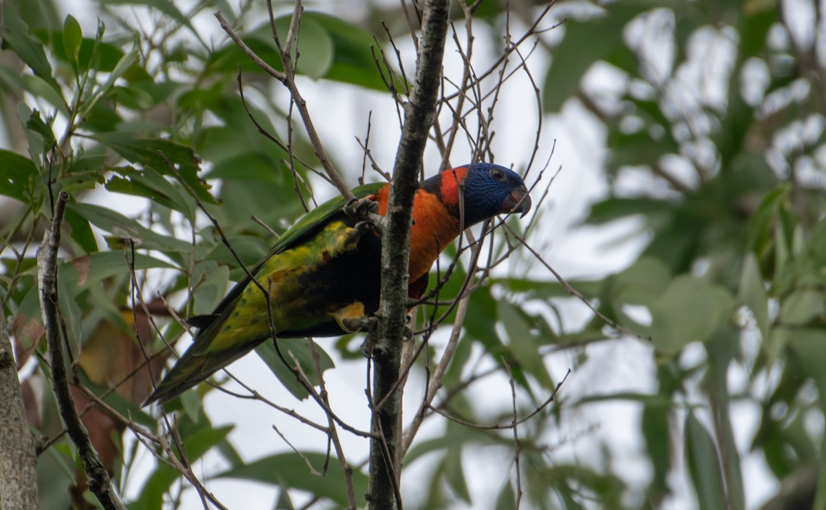 Red-collared Lorikeet - ML647592525