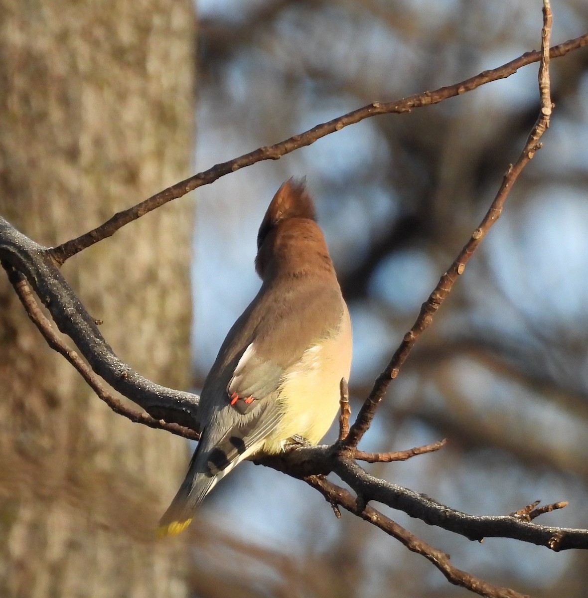 Sedir İpekkuyruğu - ML647592539