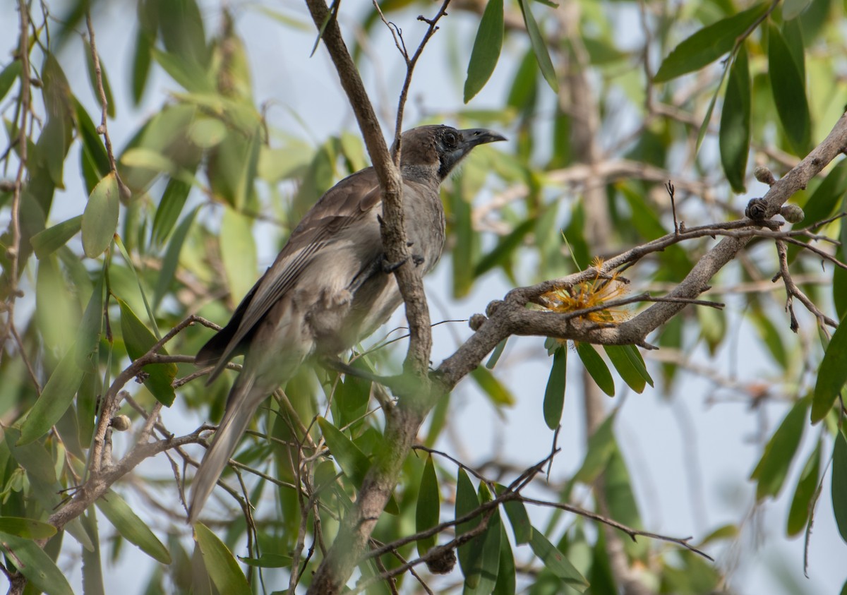 Little Friarbird - ML647592554