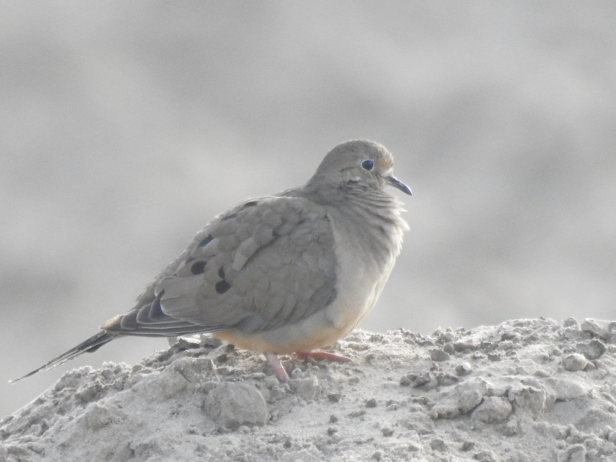 Mourning Dove - ML647592565