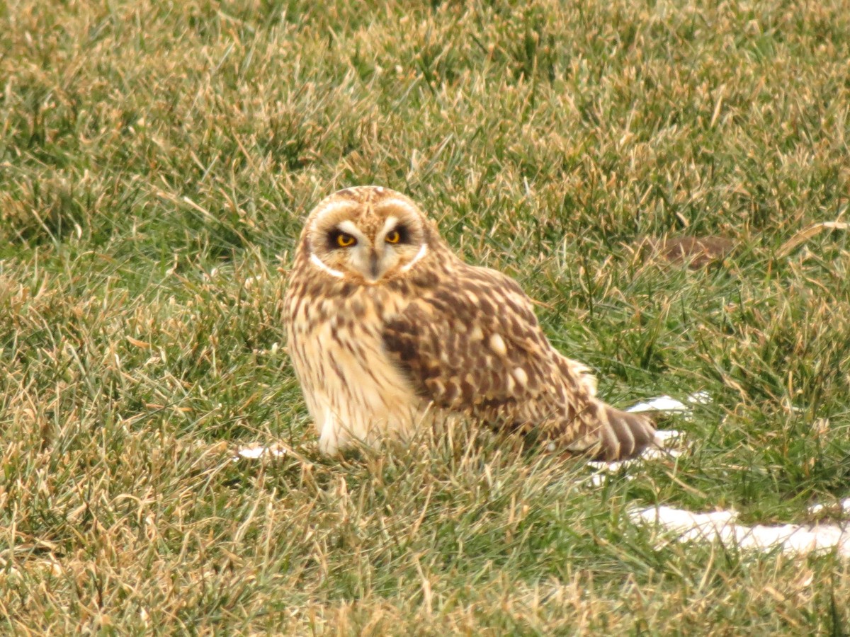 Short-eared Owl - ML647592567